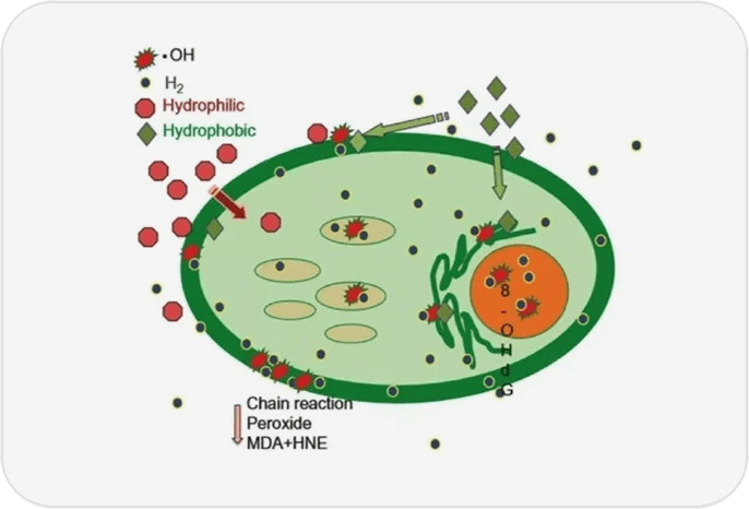 A drawing of an orange cell with the main part labeled " oh."